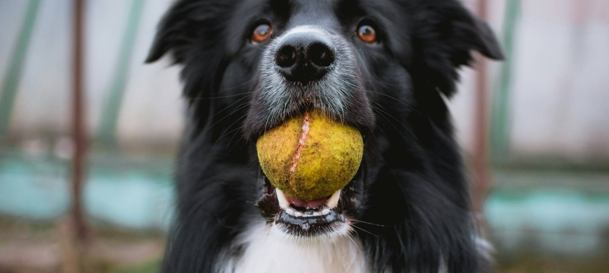 正规外围买球网